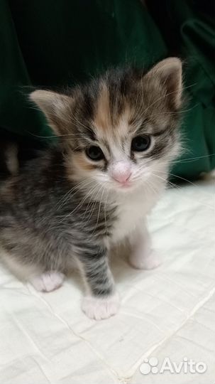 Котенок девочка