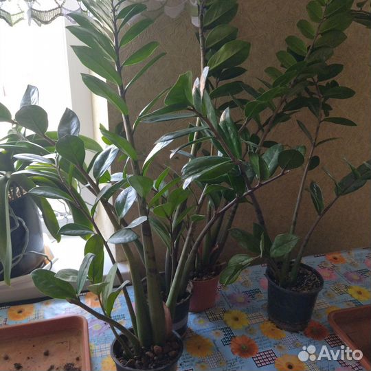 Замиокулькас