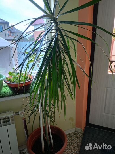 Пальма драцена