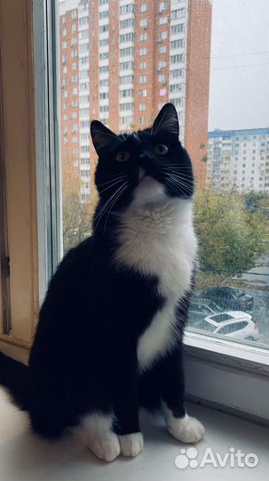 В добрые руки