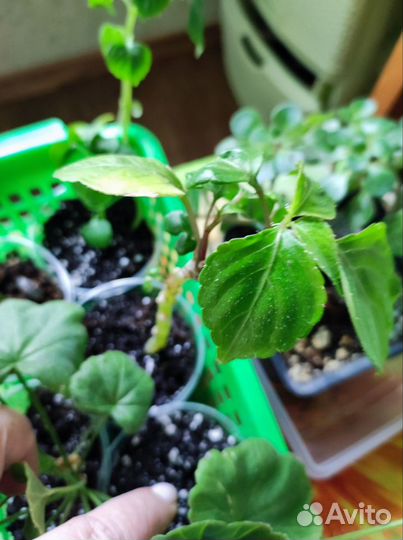 Излишки комнатных цветов