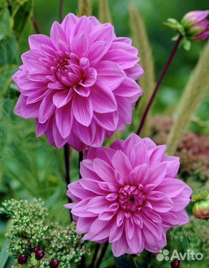 Георгины клубни