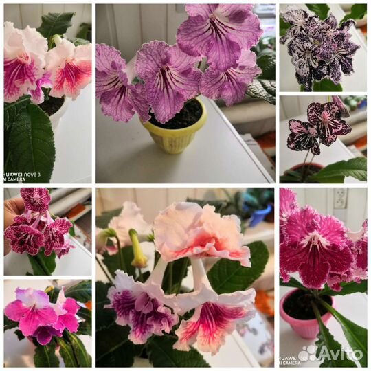 Стрептокарпусы почтой