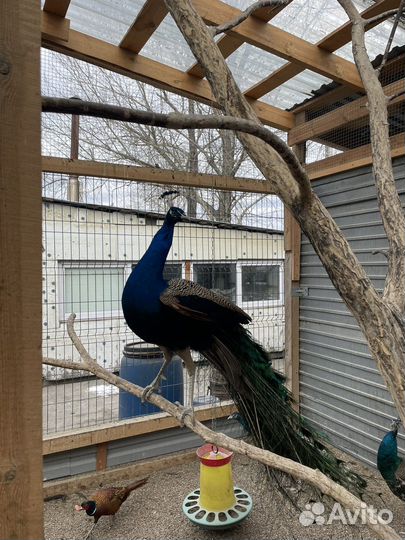 Фазаны павлины