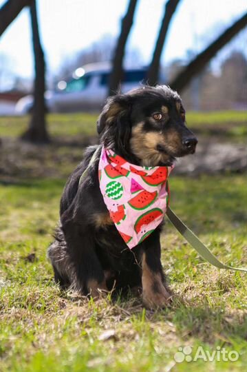 Маленькая собачка Фифа в приюте