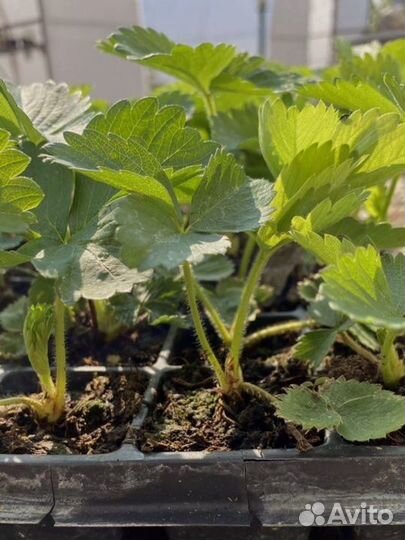 Рассада клубники