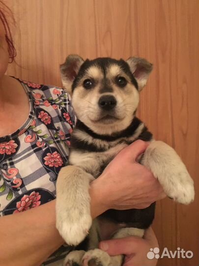 Щенок мальчик