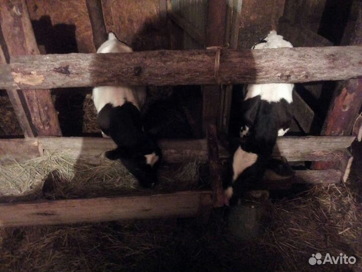 Телочка и бычок