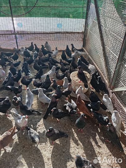 Бакинские бойные голуби