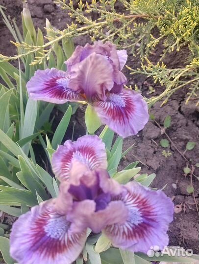 Ирис карликовый