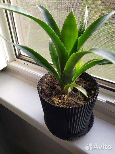 Бильбергия.Комнатное растение