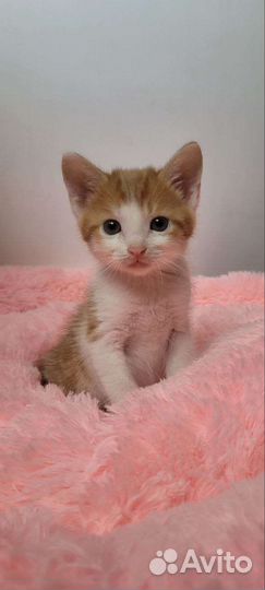 Котята мальчики