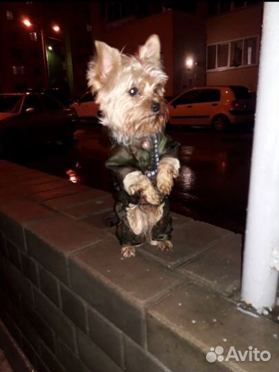 Йоркширский терьер вязка