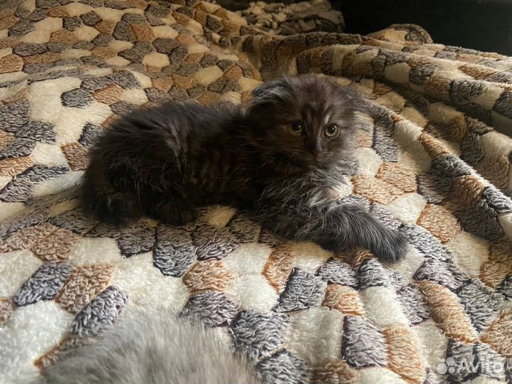 Шотландские вислоухий котенок