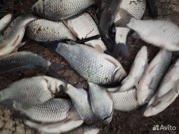 Живец карась вискас для рыбалки оптом