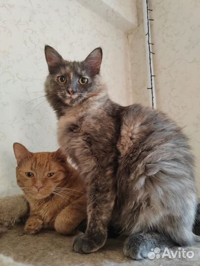 Лаперм котёнок