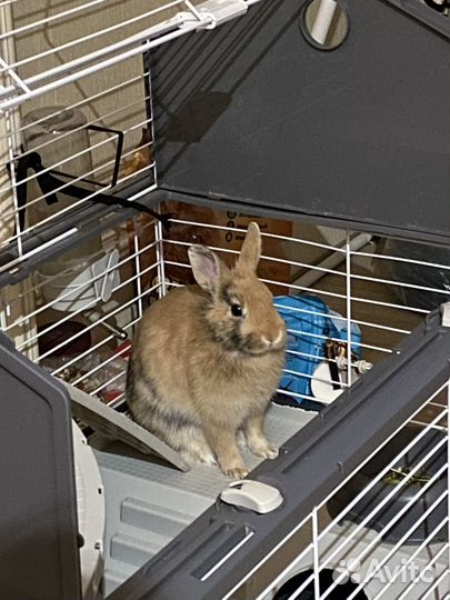 Карликовый кролик