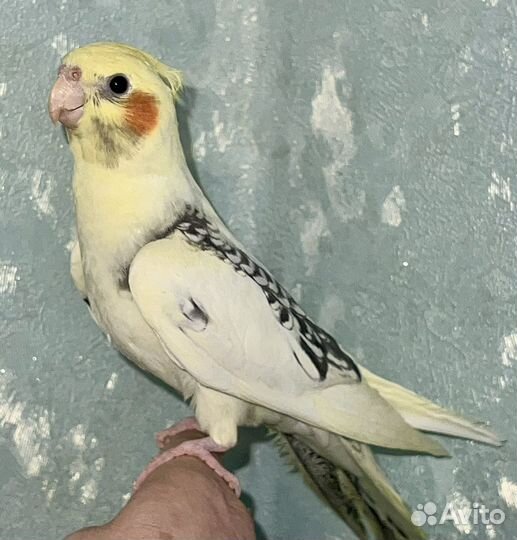 Ручной попугай корелла самец