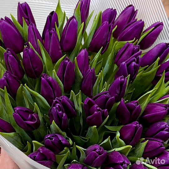 Букет из 51 фиолетового тюльпана