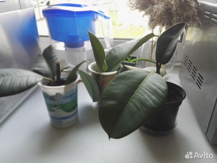 Фикус орхидея лудизия шефлера кордилина фиалки