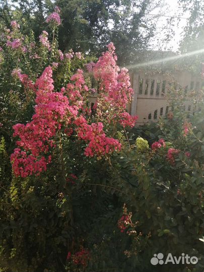 Лагерстремия