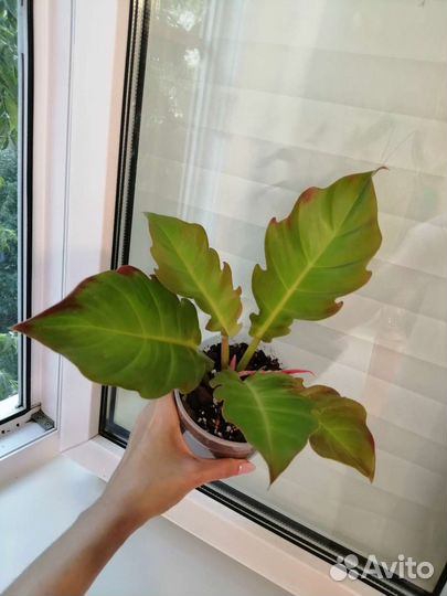 Филодендрон серратум оранж