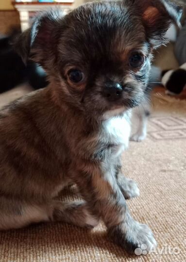 Щенок чихуахуа