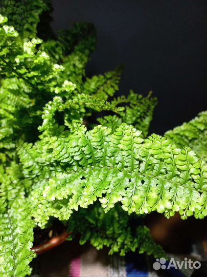 Папоротники нефролеписы