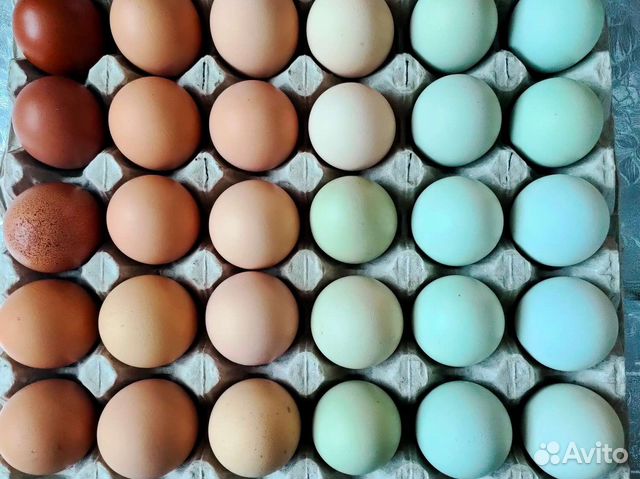 Домашние куриные яйца в наличии и под заказ