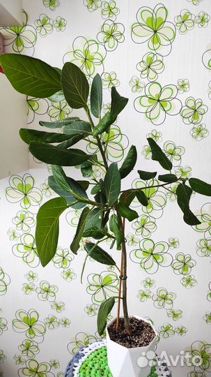 Фикус бенгальский Одри