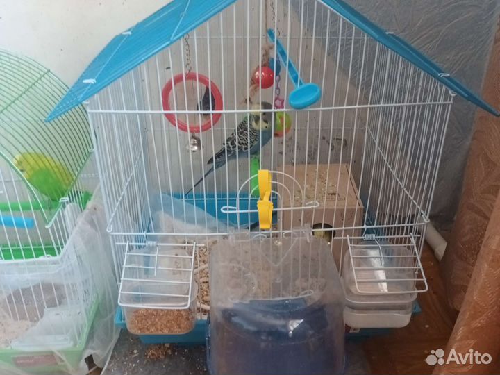 Волнистый попугай с клеткой