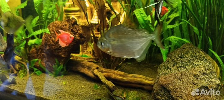 Миттинис аквариумный, цена за пару