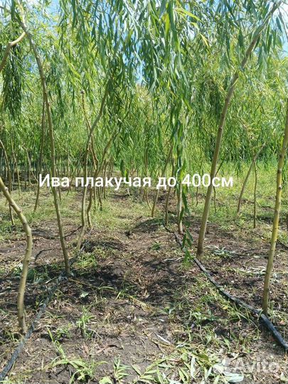 Ива плакучая, волнистая, кизильник бл., катальпа