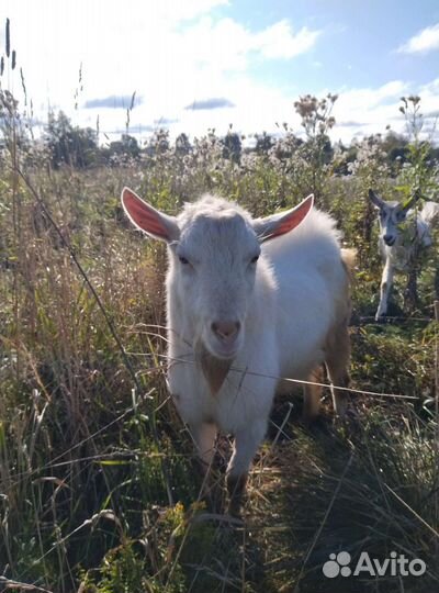 Козел зааненский