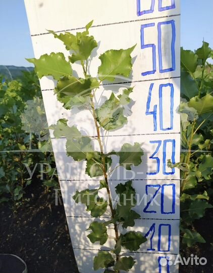 Тополь пирамидальный без пуха саженцы черенки