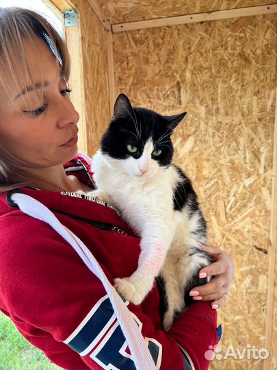 Барон.Красавец кот.Приют Некрасовка. В дар