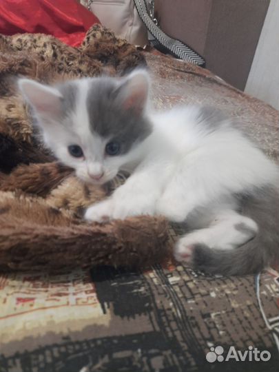 Котята в добрые руки приучены к лотку