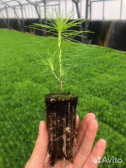 Саженцы сосны обыкновенной зкс оптом