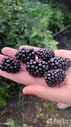 Саженцы ежевики