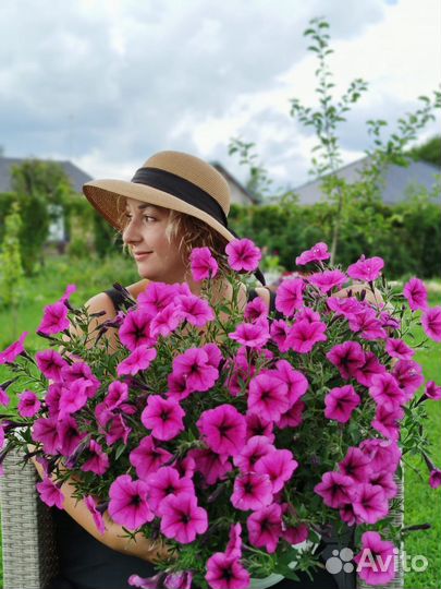 Петуния укорененые черенки