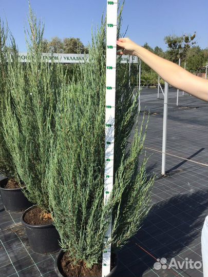 Можжевельник Блю Эрроу С35 200-220см