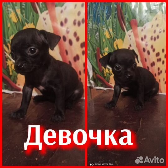 Той-терьер