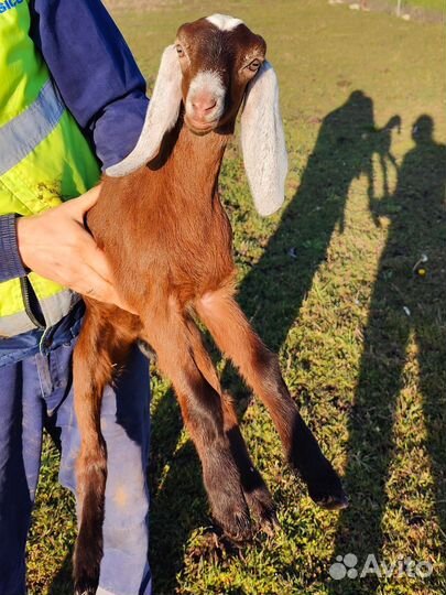 Козлята камори- нубийские