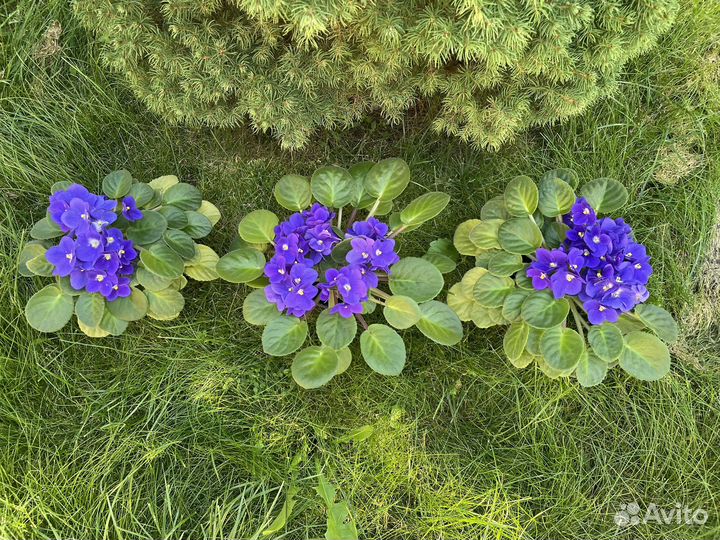 Фиалки взрослые 22-26 см