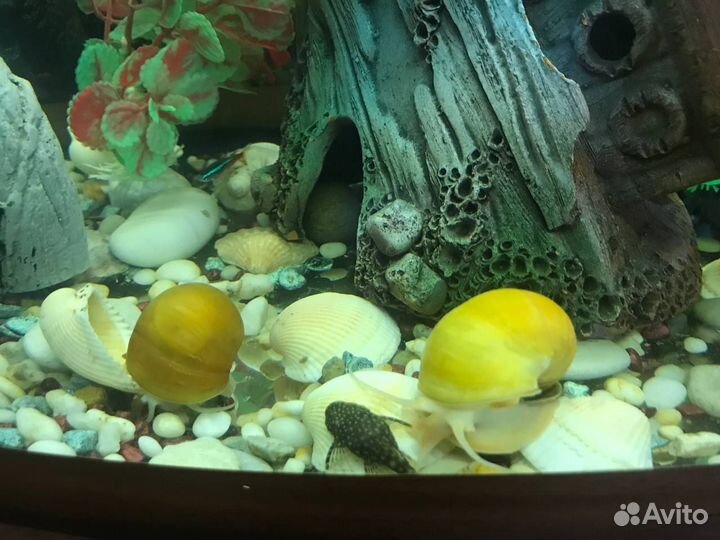 Аквариум 60 л + тумба, рыбки, полностью готовый