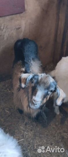 Продается козочка