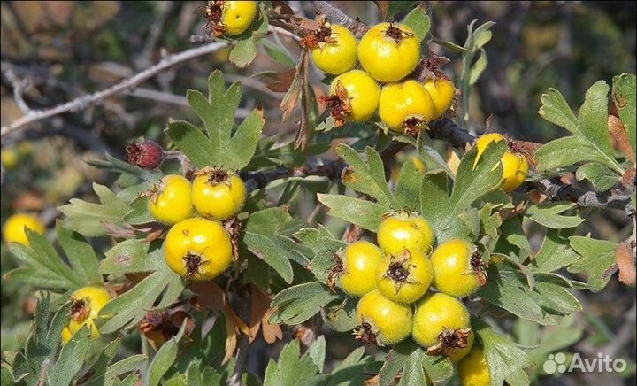 Боярышник, разные виды, семена