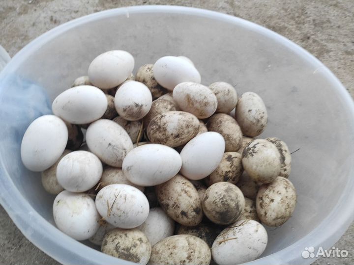 Яйца гусиные