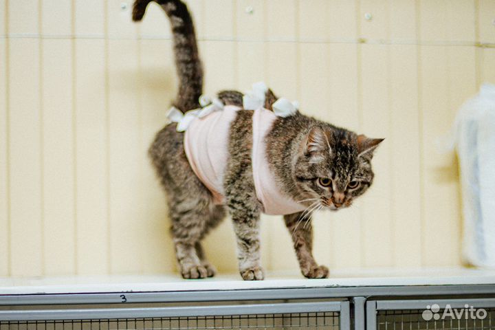 Отдам кошку