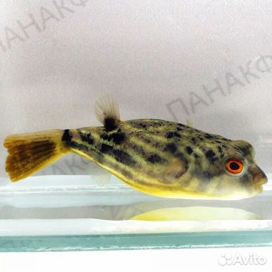 Рыба-шар (тетраодоны)